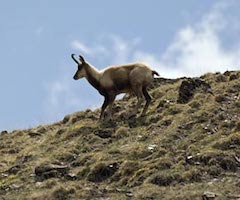 Aragón hará un censo del sarrio, la cabra montés y el corzo 
